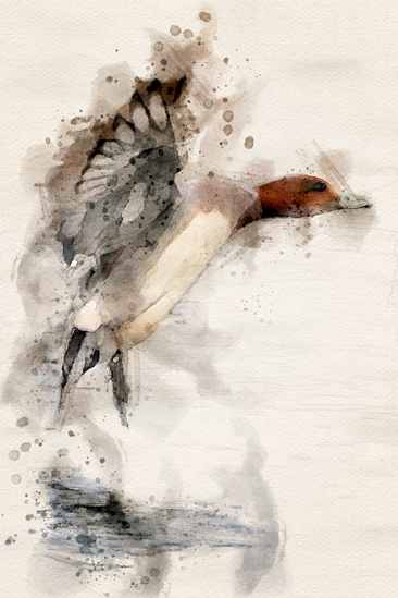 Illustration canard siffleur