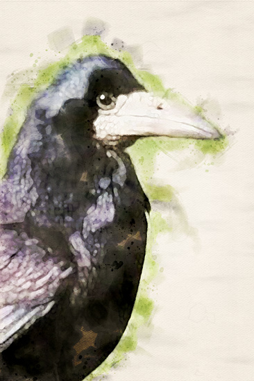 Illustration corbeau freux