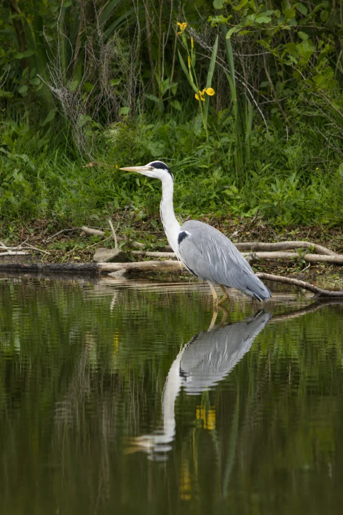 heron cendre heron cendre
