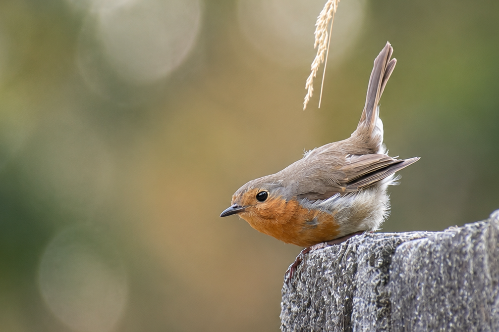 Rouge gorge