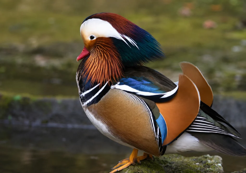 Canard Mandarin