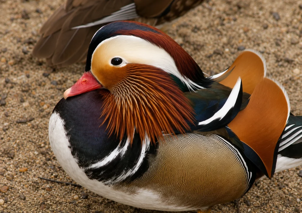 Canard Mandarin