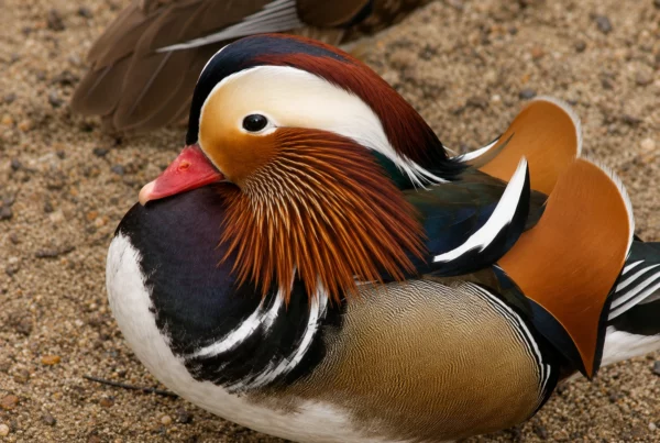 Canard Mandarin