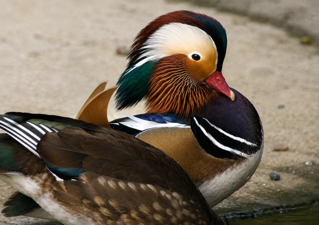 Canard Mandarin