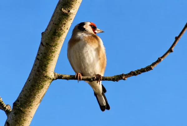 Chardonneret élégant