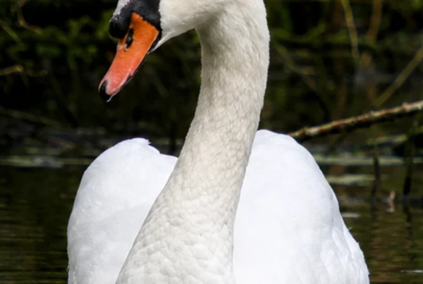 Cygne tuberculé