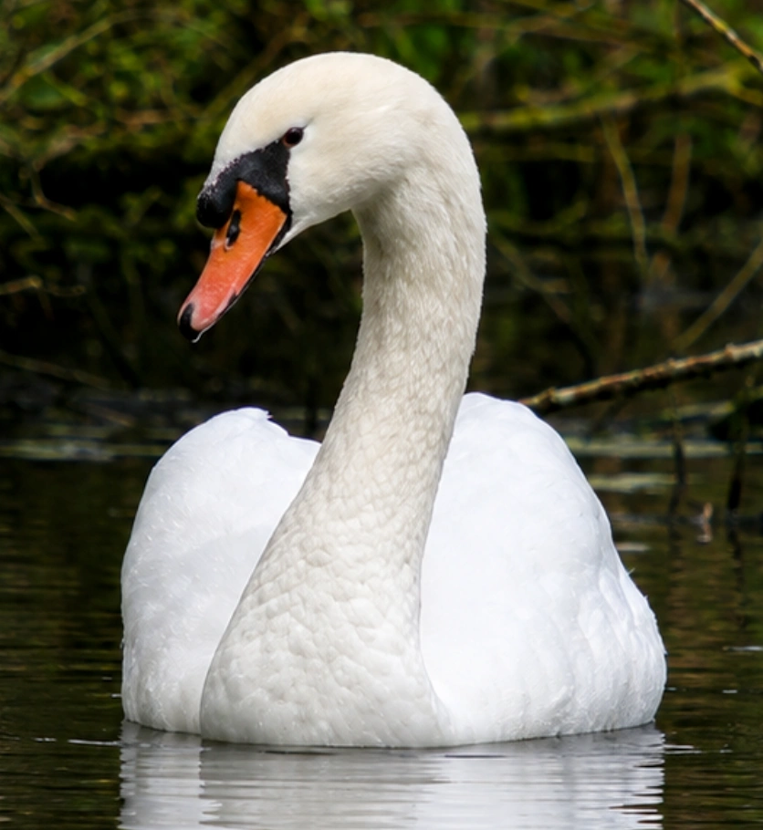 Cygne tuberculé