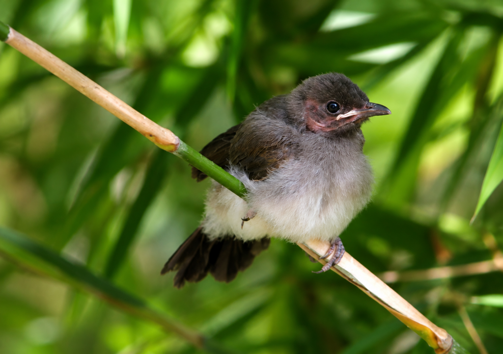 bulbul des jardins