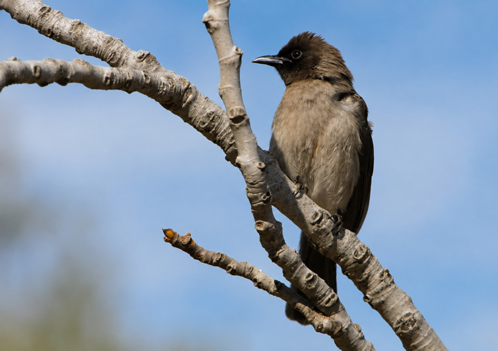 https://zoazos.fr