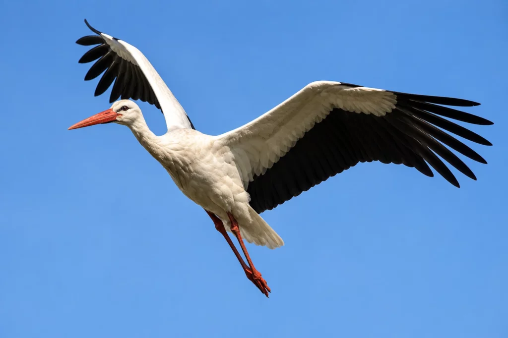 Cigogne blanche Cigogne blanche