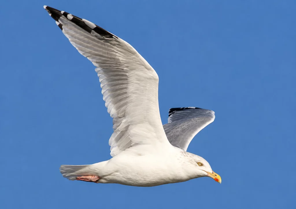 Goeland argenté