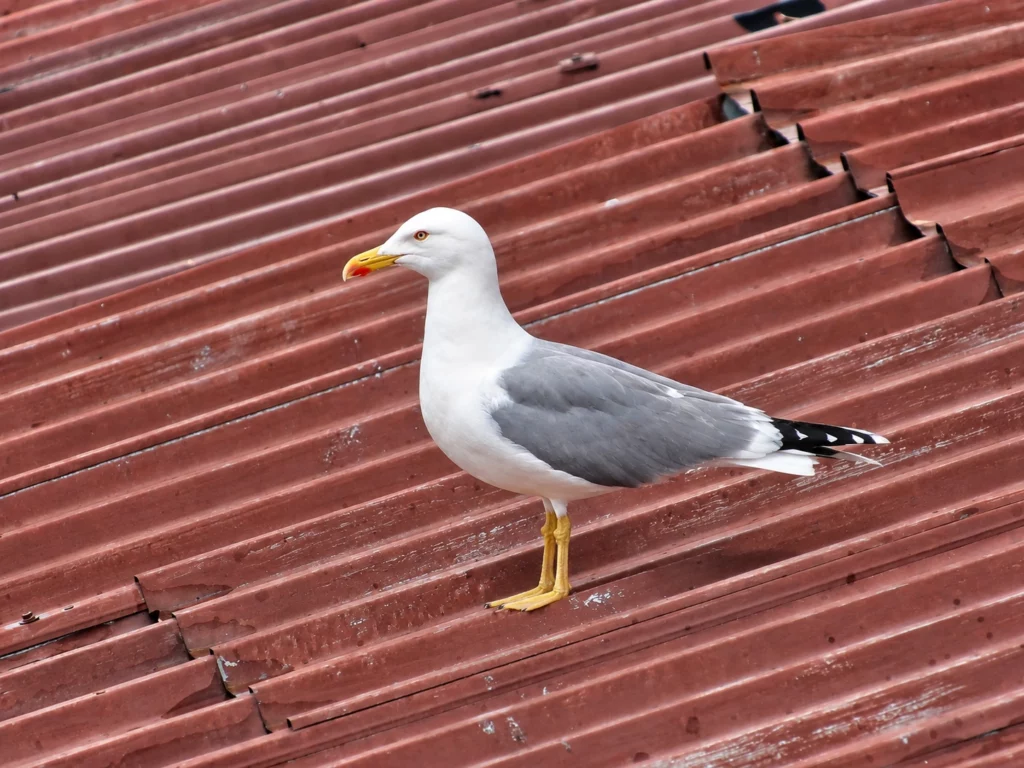 Goeland argenté