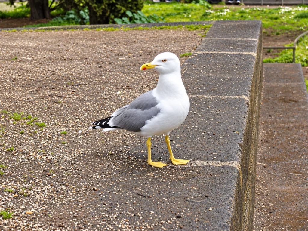 Goeland argenté