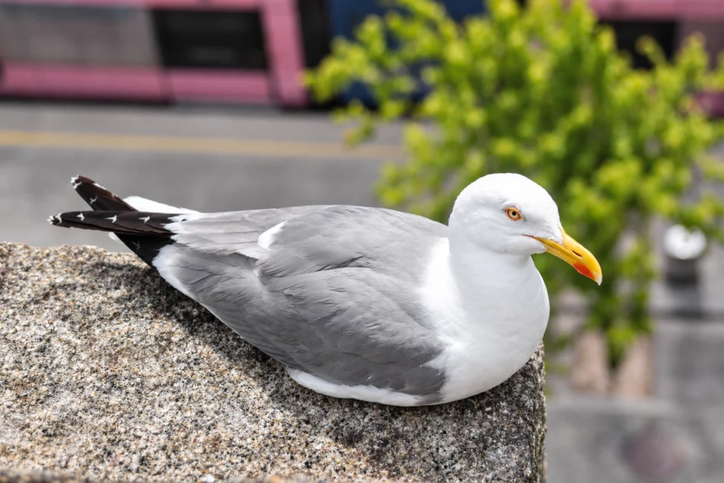 Goeland argenté