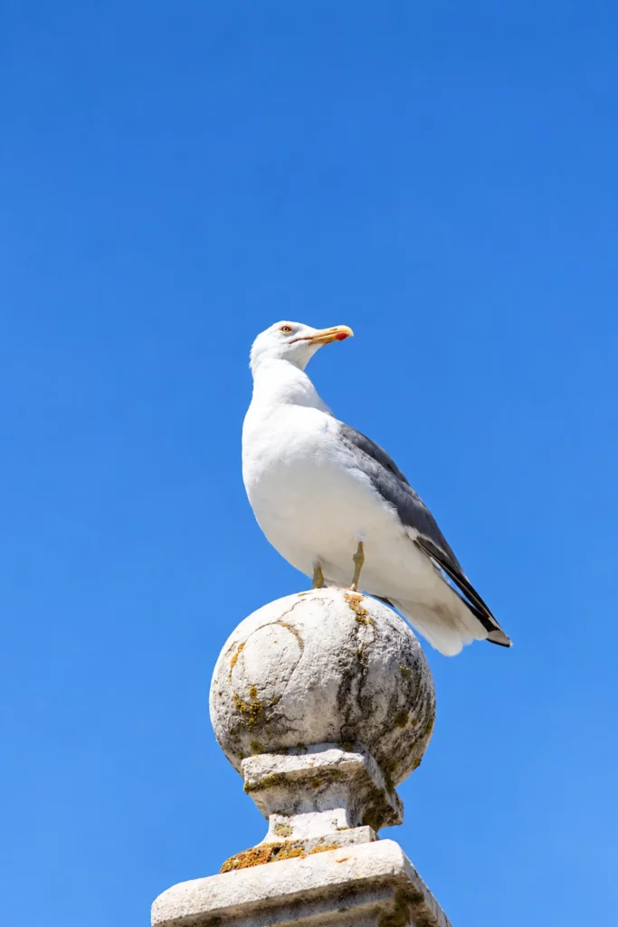 Goeland argenté