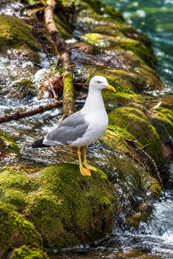 Goeland argenté