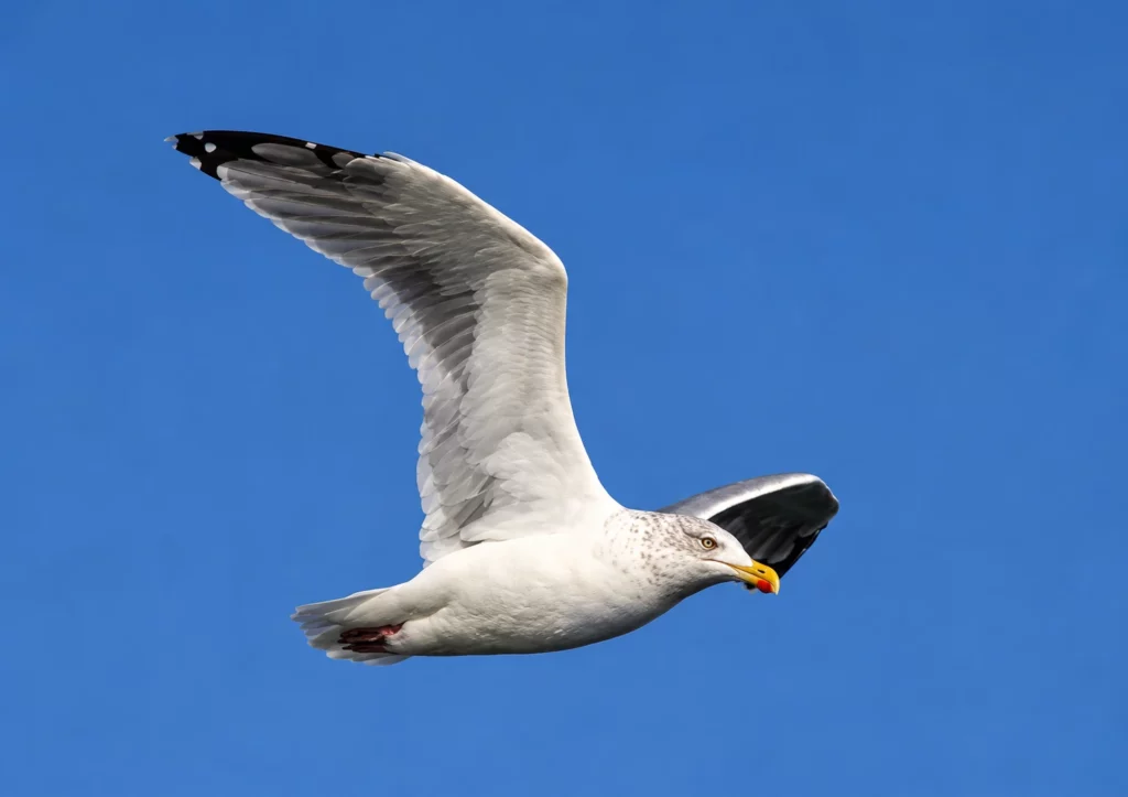 Goeland argenté