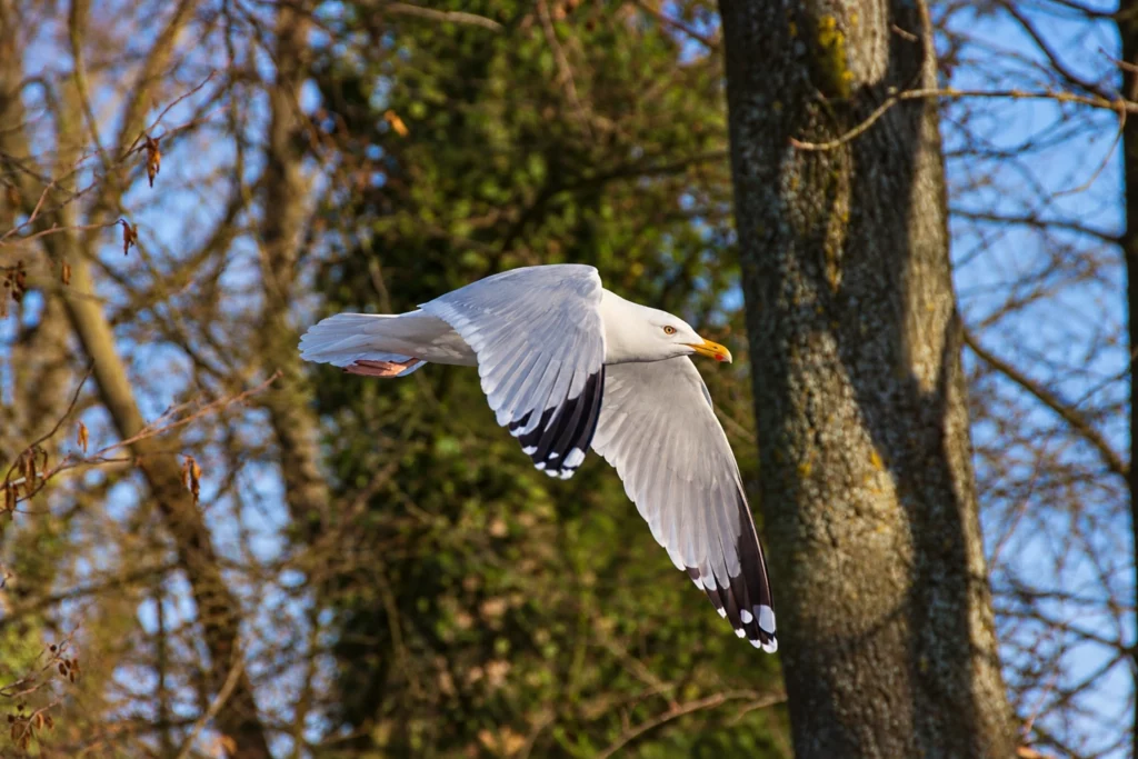 Goeland argenté