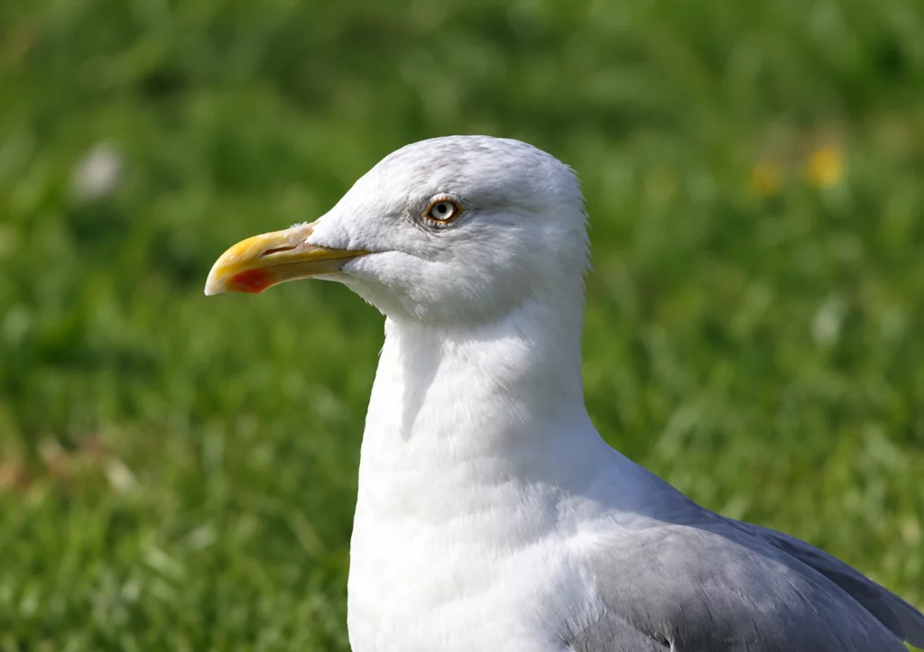 Goeland argenté