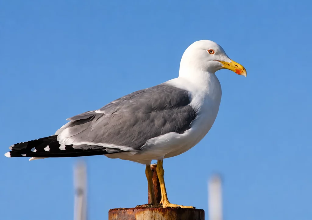 Goeland argenté