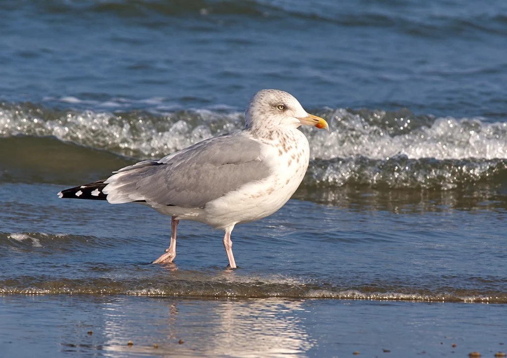 Goeland argenté