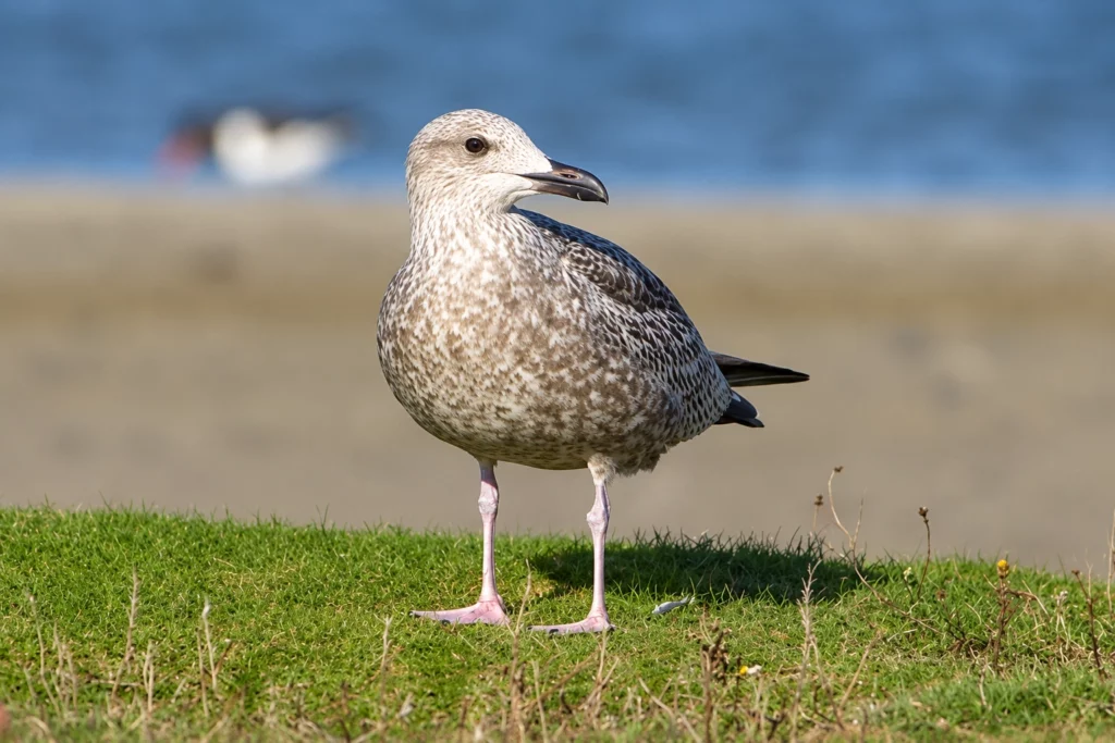 Goeland argenté