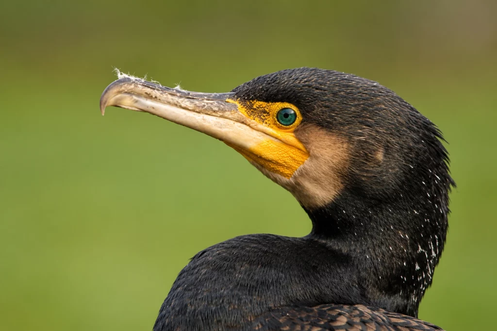 Grand cormoran