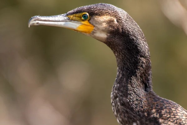 Grand cormoran
