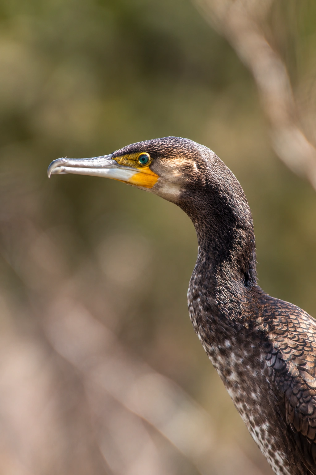Grand cormoran