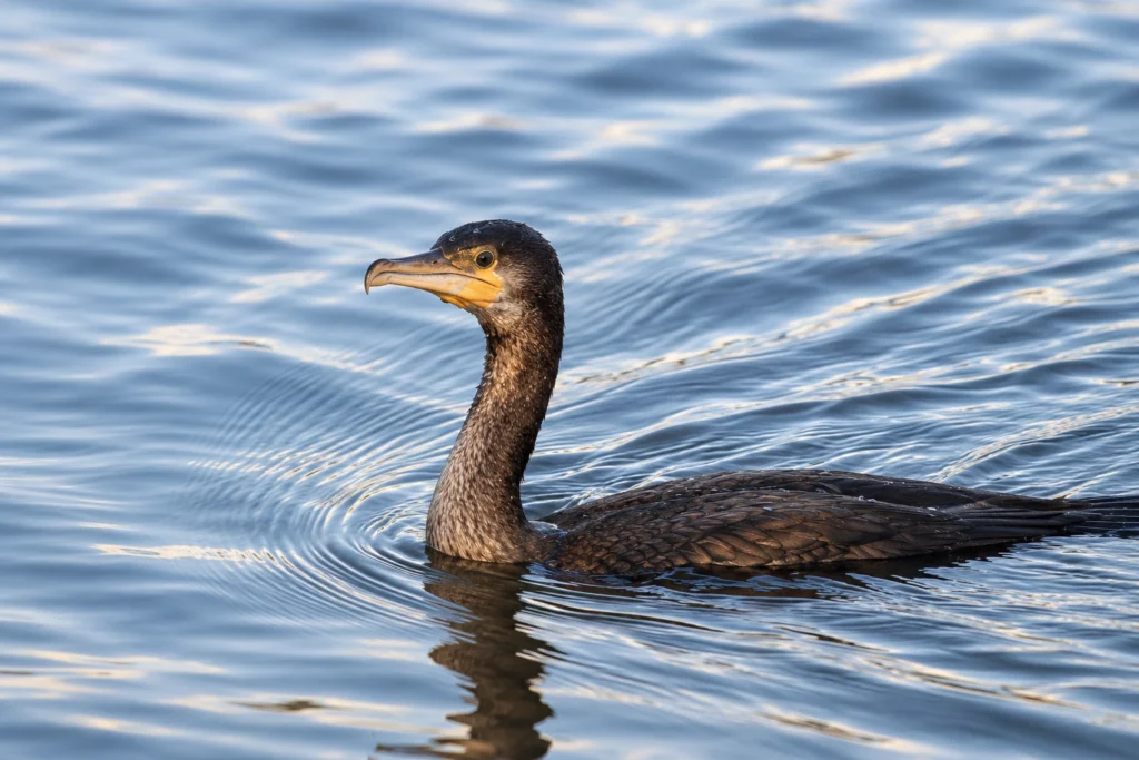 Grand cormoran Grand cormoran