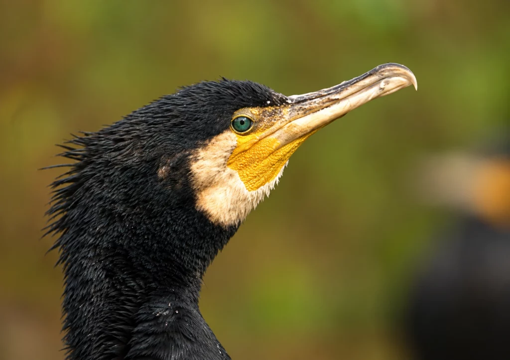 Grand cormoran