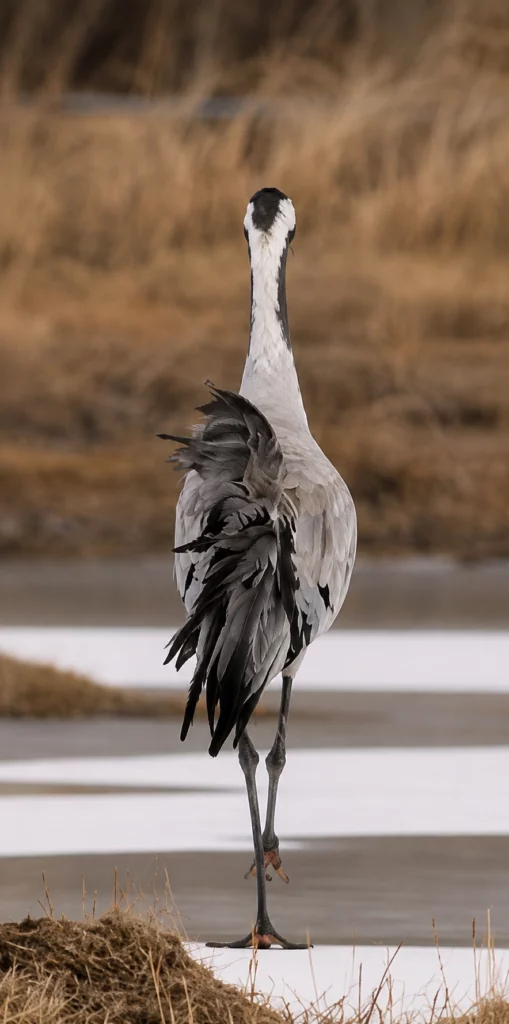Grue cendrée