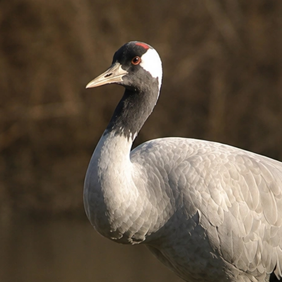 Grue cendrée