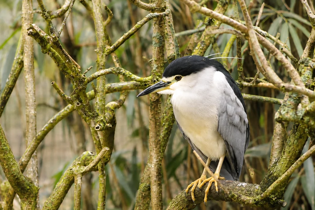 Heron bihoreau Heron bihoreau