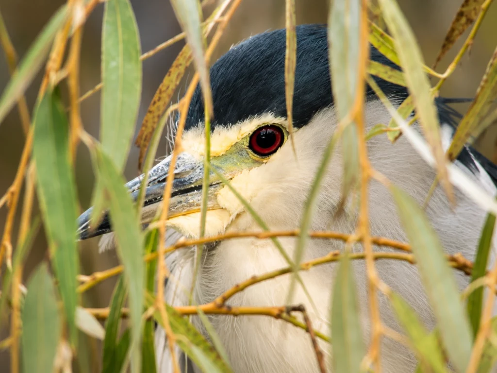 Heron bihoreau Heron bihoreau