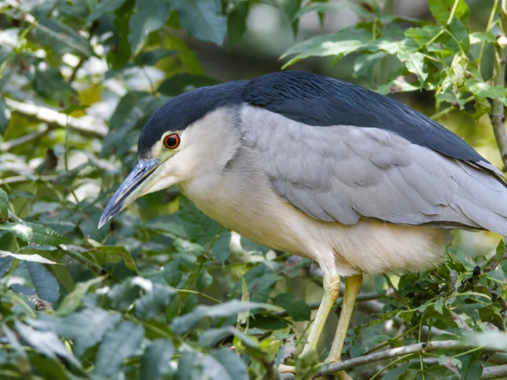 Heron bihoreau Heron bihoreau