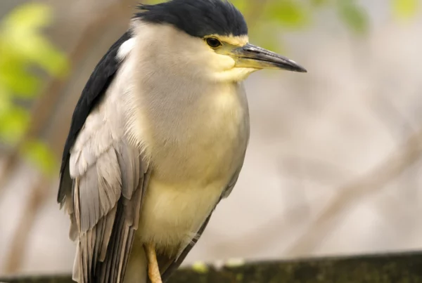 Heron bihoreau