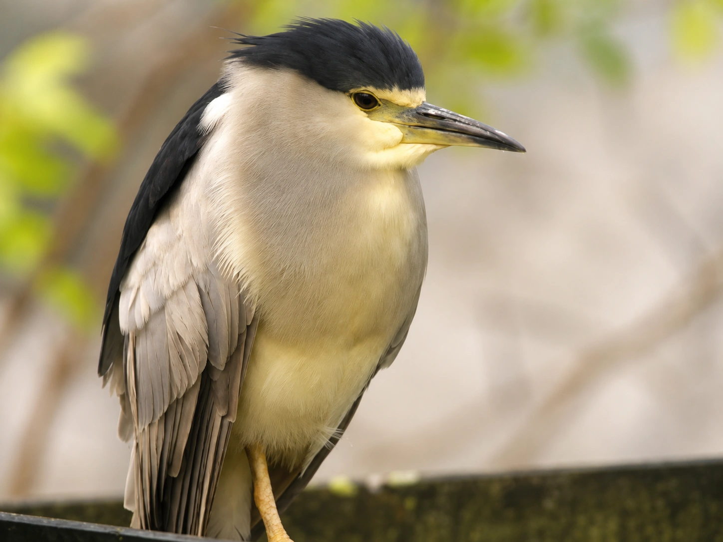 Heron bihoreau