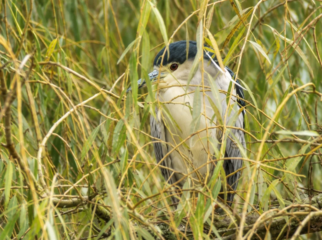 Heron bihoreau Heron bihoreau