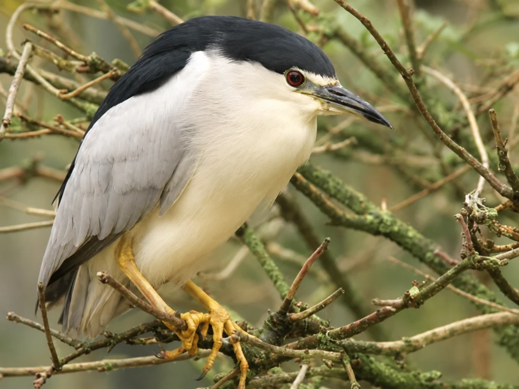 Heron bihoreau Heron bihoreau