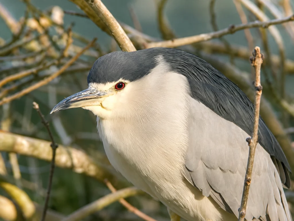 Heron bihoreau Heron bihoreau