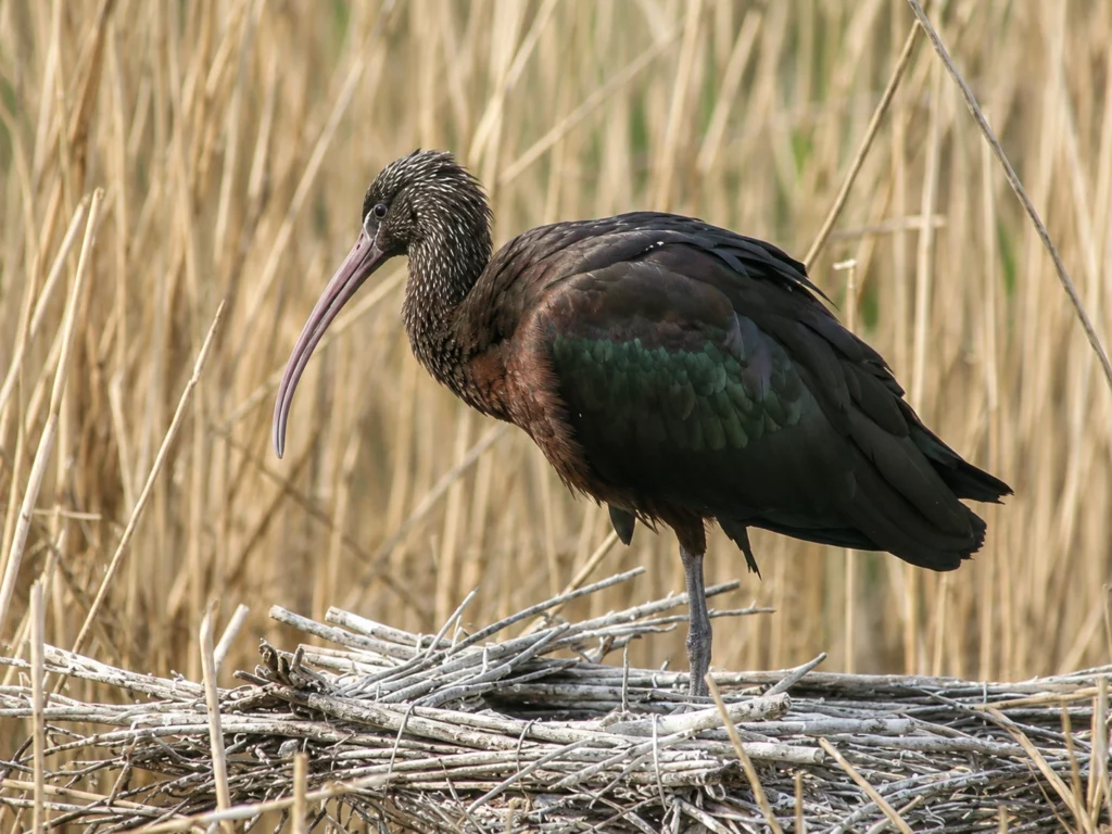 Ibis falcinelle