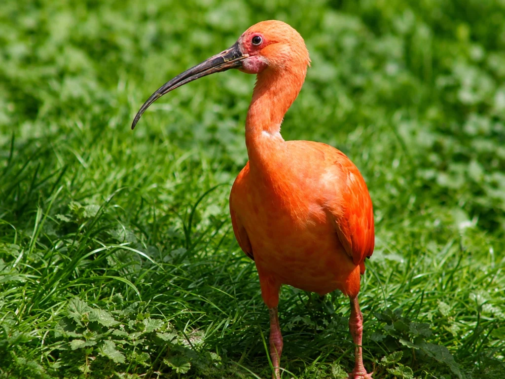 Ibis rouge
