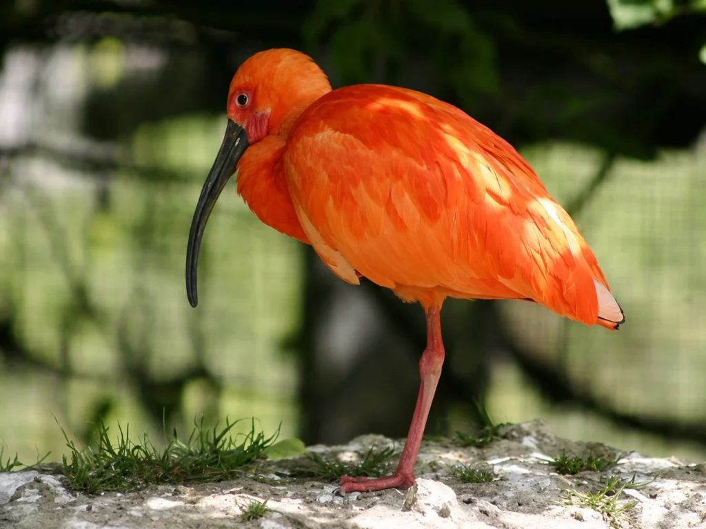 Ibis rouge