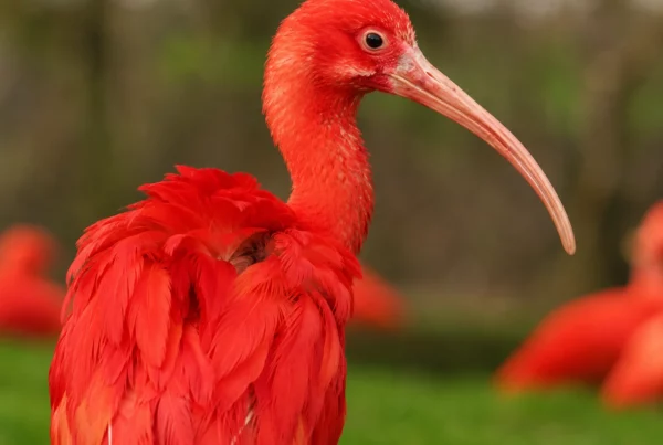 Ibis rouge