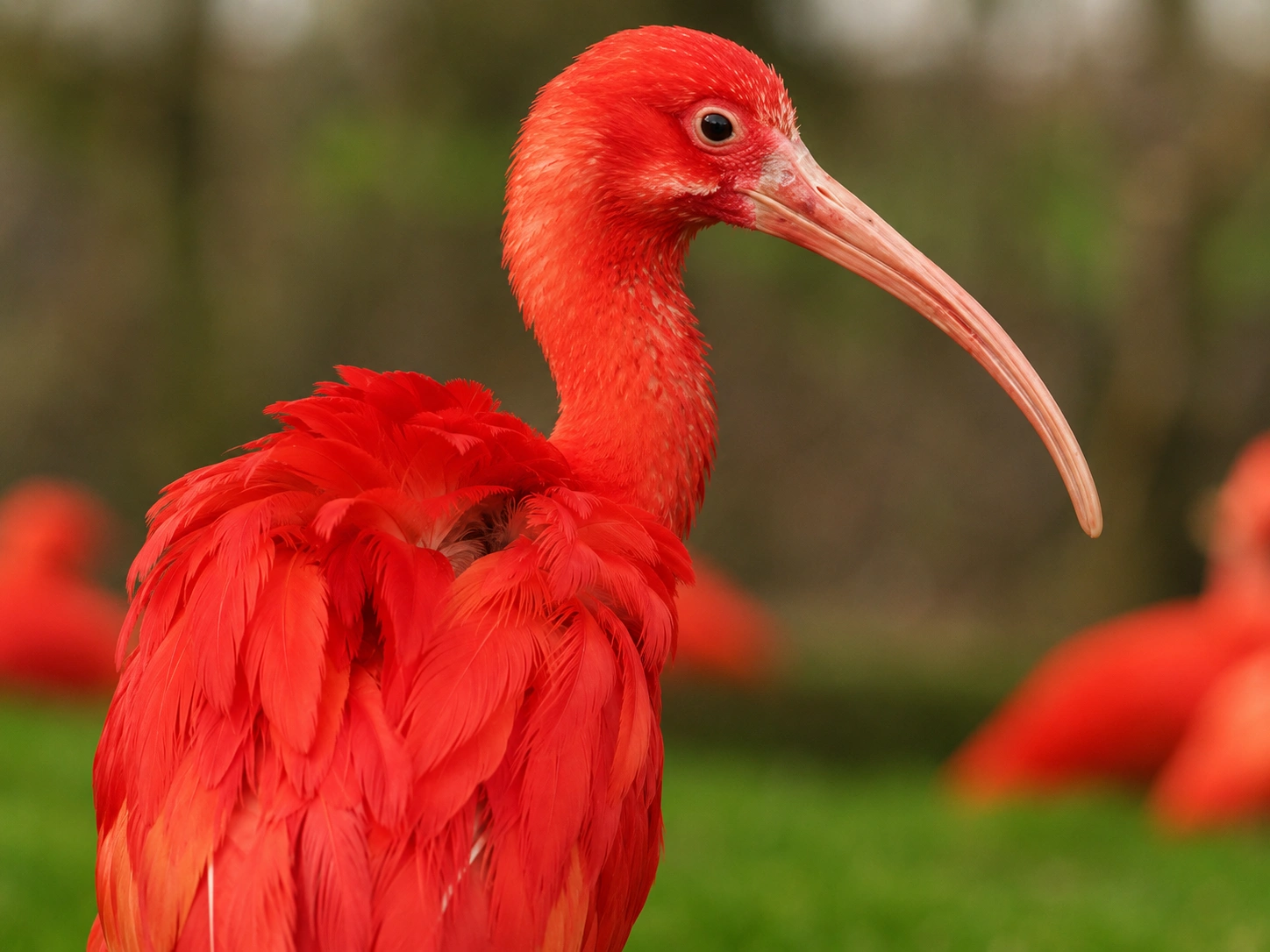 Ibis rouge