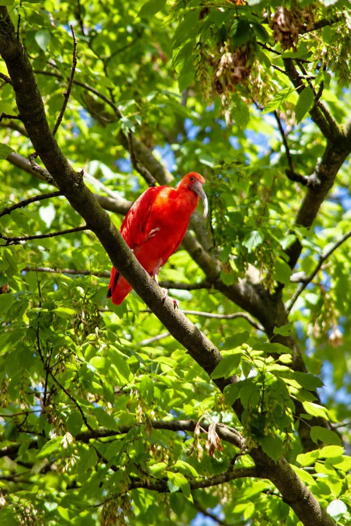 Ibis rouge Ibis rouge