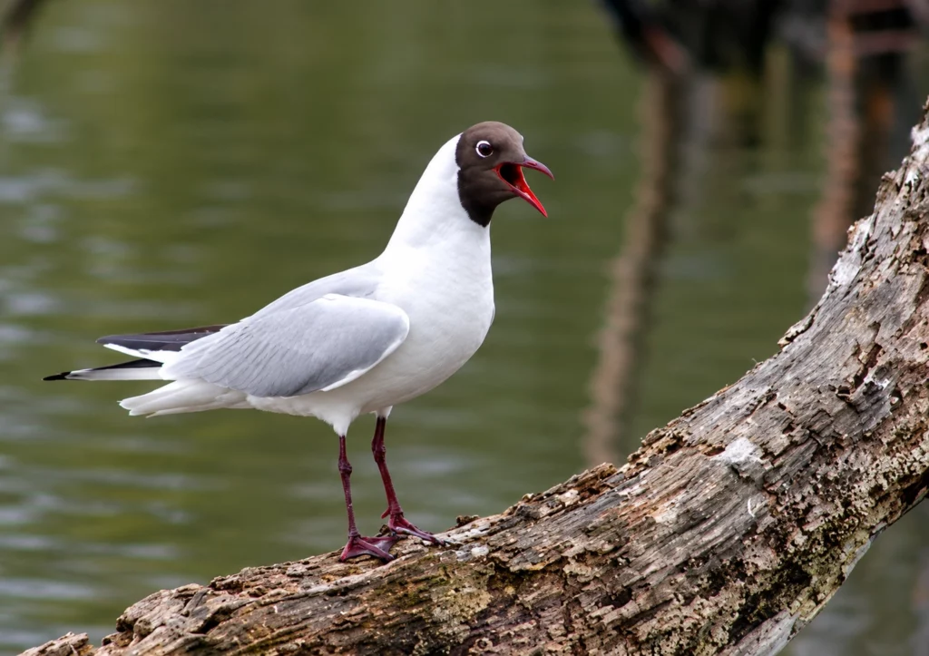 Mouette rieuse Mouette rieuse