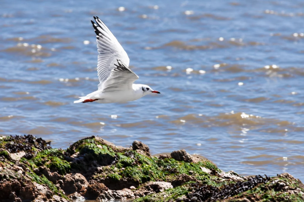 Mouette rieuse Mouette rieuse