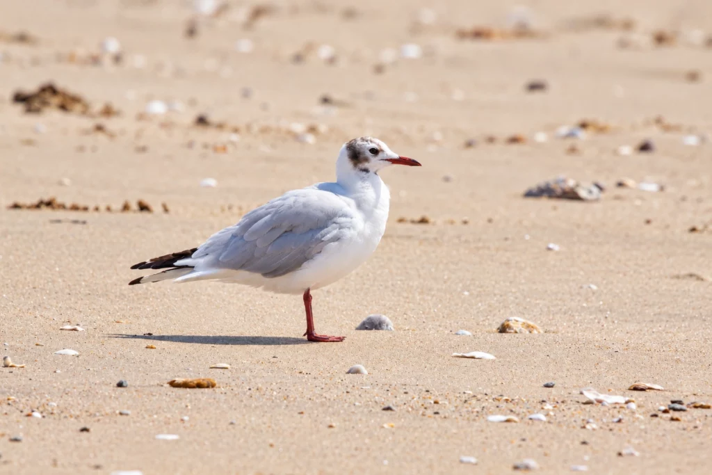 Mouette rieuse Mouette rieuse